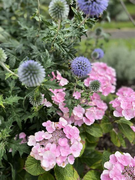 Edinburgh Hidden Gardens - Edinburgh Collected