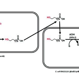 Schematic diagram showing the biosynthesis of ω amino dodecanoic acid