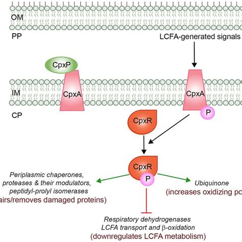 The Aerobic Lcfa Utilization Pathway In E Coli Exogenously Provided