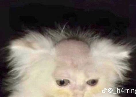 Half Shaved Cat Losing Life Rn💀 Shaved Cat Cat Memes Cats