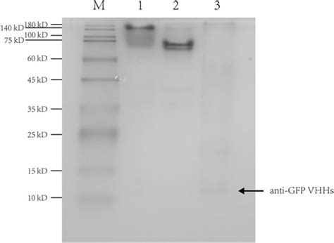 Frontiers Highly Expressed Soluble Recombinant Anti Gfp Vhhs In