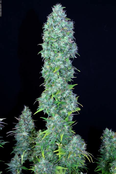 Serious Seeds: Serious Happiness OFFICIAL REVIEW | Marijuana World News