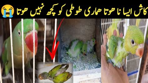 Begum Apney Bhai Ko Deny Wali Thy Gift L Parrot Talking L Mr Mrs