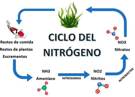 Dibuj Ciclo Del Nitr Geno Brainly Lat