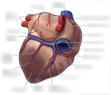 Cardiovascular Xdiagram Coronary Arteries Veins Posterior