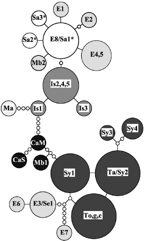 Reduced Median Network Based On The Mtdna Control Region Sequence 175