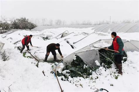 【多图】合肥多处蔬菜大棚、草莓大棚被雪压塌！受损严重！庆幸的是手机新浪网