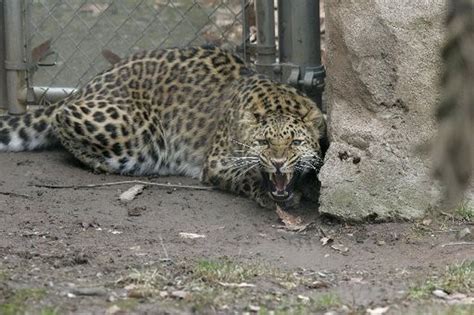 Essex County Turtle Back Zoo Orders Lockdown After Leopard Eludes