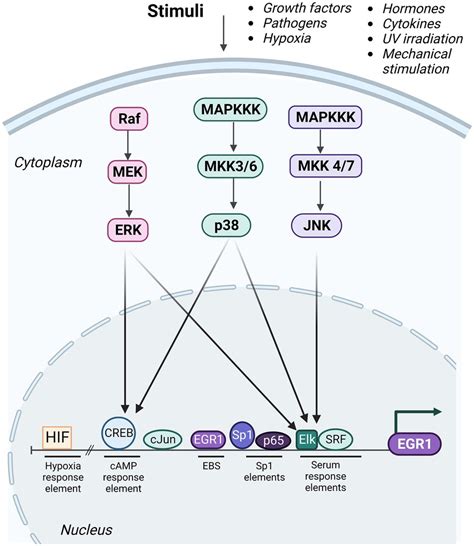 Frontiers Examining The Role Of EGR1 During Viral Infections