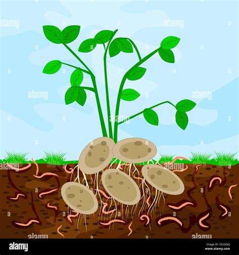 Microorganisms compost Stock Vector Images - Alamy