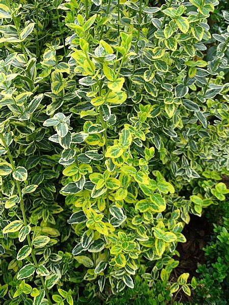 Trzmielina Fortune A Emerald Gold Euonymus Fortunei Kra Nik Sklep