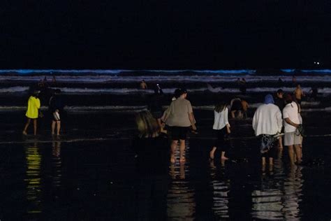 In Photos Beautiful Bioluminescence At Muizenberg Groundup