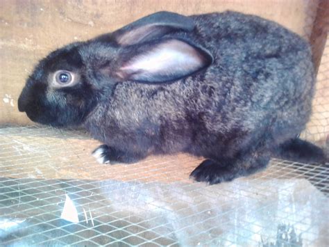 Exotic Matured Rabbits For Sale Agriculture Nigeria