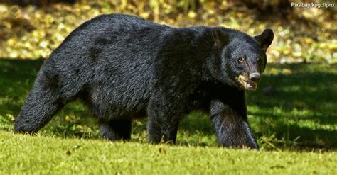 Facts About the Eight Bear Species Found Throughout the World | The ...