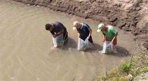 Peque Os Productores Pisc Colas De Misiones Caazap E Itap A Reciben