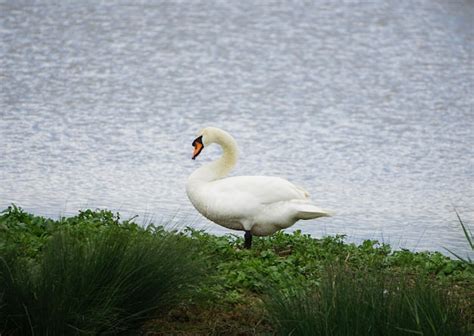 Premium Photo Mute Swan On The Marshes