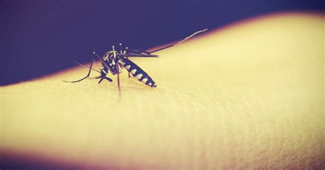 5 Interesting Facts About Mosquitoes Service Master