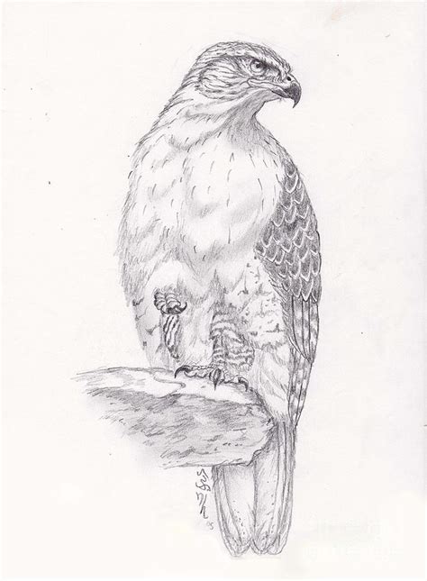 Red tailed hawk Drawing by William Heflin