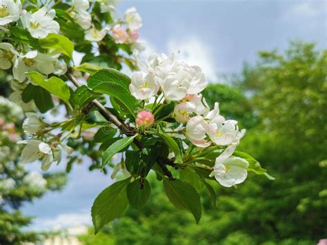 Una Rama De Un Manzano Con Flores Blancas Y Rosas Sobre Un Fondo De