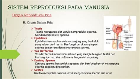 Bab 1 Sistem Reproduksi Manusia 1pptx