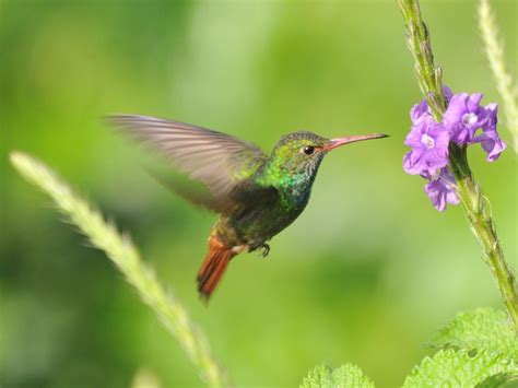 The Online Zoo - Rufous-tailed Hummingbird