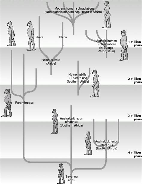 Hominoids Vs Hominids