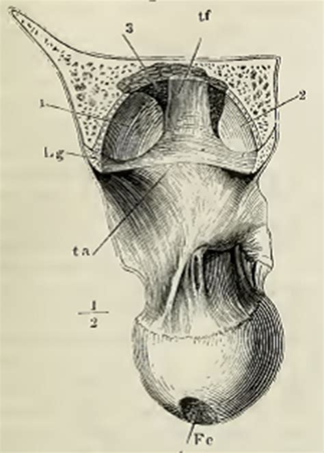 Medial Synovial Fold Of The Hip Joint After Henle [23] Download