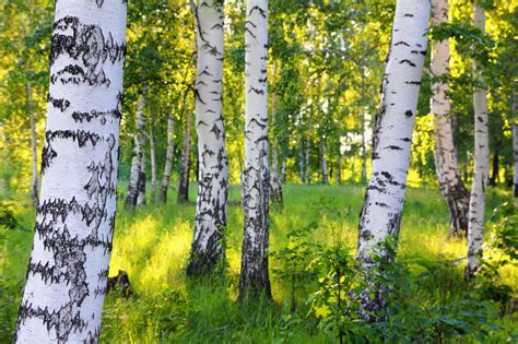 Birch Leaf Turning Yellow In Summer