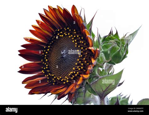 Helianthus Annuus Sunflower Plant In Bloom Stock Photo Alamy