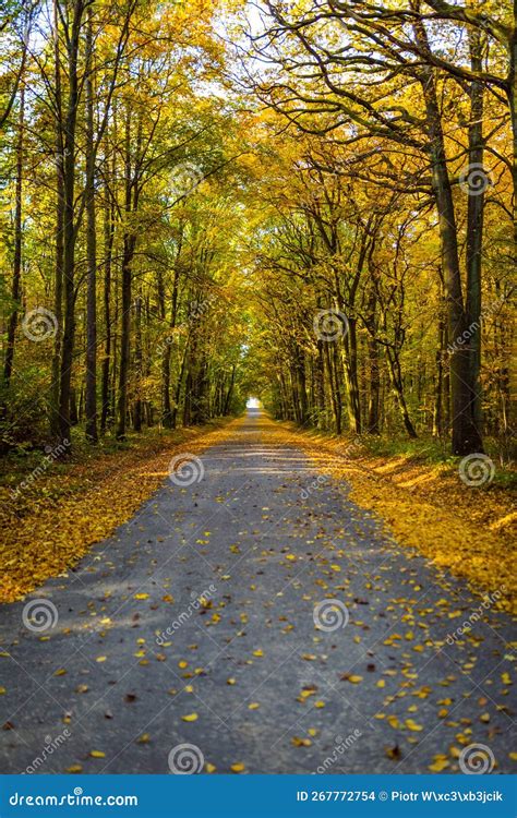 Beautifully Lit Autumn Road With Lots Of Leaves Through The Forest In