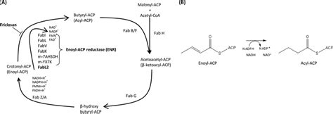 Bacterial Type Ii Fatty Acid Synthesis Fasii Cycle A Generalized Download Scientific