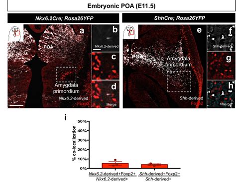 Figures And Data In Embryonic Transcription Factor Expression In Mice