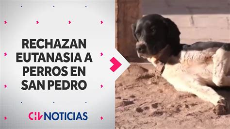 Corte Rechaz Recurso De Aplicaci N De Eutanasia A Perros Asilvestrados