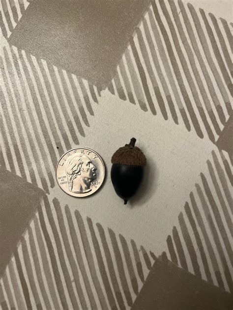 Black acorn : r/arborists