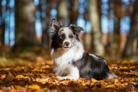 150+ Most Popular Border Collie Names for Your Smart Pup - BorderCollieHealth