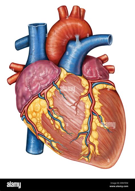 Anatomico Immagini Cuore Umano Anatomia Del Cuore Umano Illustrazione