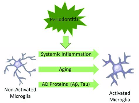 Schematic Illustration Of Factors Associated To Microglial Activation