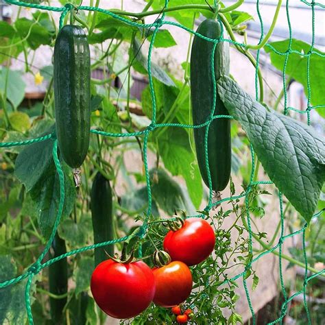 Rankhilfe Gurken Ranknetz F R Gurken Rankhilfe Garten Tomaten Sehr