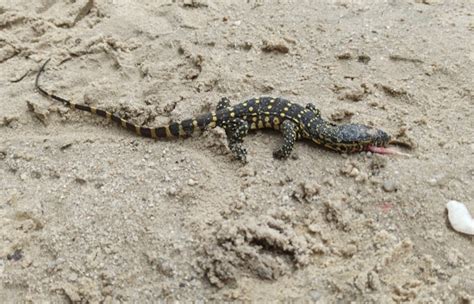 I Just Killed This Baby Monitor Lizard In My Compound. Am I Safe?. - Celebrities - Nigeria