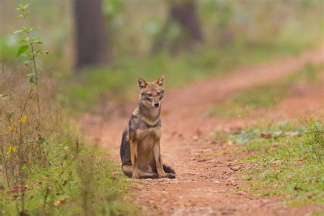 jackal | Wildlife sanctuary, Western ghats, Wildlife