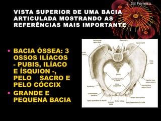 1.anatomia bacia óssea | PPT