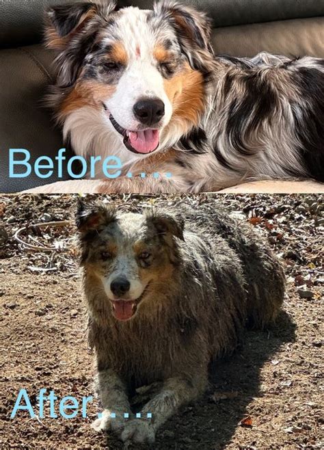 Dog grooming - Aussie Style : r/AustralianShepherd