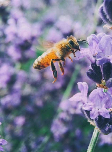 Celebrating Pollinator Appreciation Month Resource Central