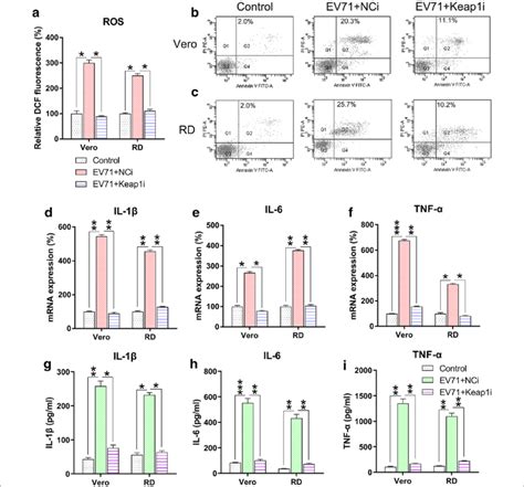 Keap Silencing Reduces Ros Generation Apoptosis And Inflammation In