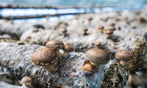 Common Signs Of Contamination In Mushroom Cultivation