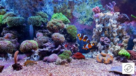 Can Aquarium Plants Carry Ich? (How To Treat Plants With Ich?)