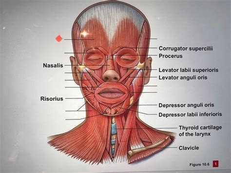 Head Neck And Torso Muscles Ch 10 Flashcards Quizlet