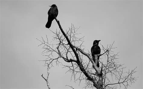 Black Crows HD desktop wallpaper : Widescreen : High Definition ...