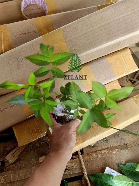 Jual Bibit Pohon Bunga Mawar Rambat Pink Tanaman Hias Climbing Rose