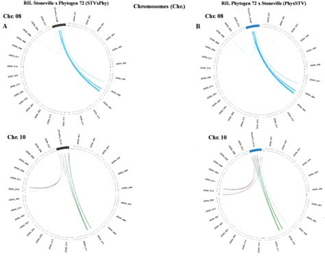 Collinearity Between Linkage Groups Of Chromosomes And Of